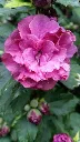 Hibiscus syriacus Duc de Brabant.webp