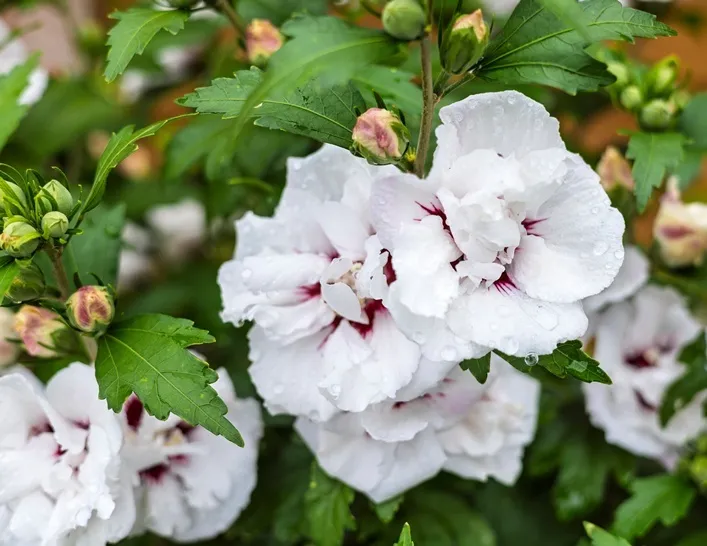 Hibiscus syriacus 'Speciosus'-AdobeStock_1656248885.webp
