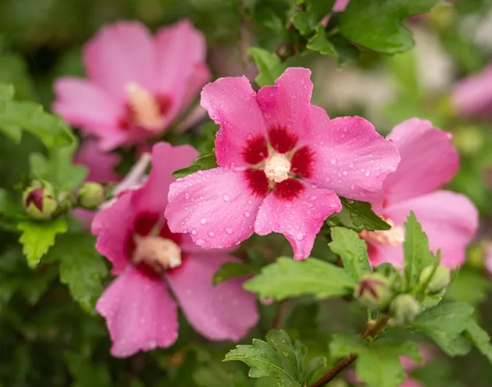 Hibiscus syriacus 'Woodbridge'-AdobeStock_370566469.webp