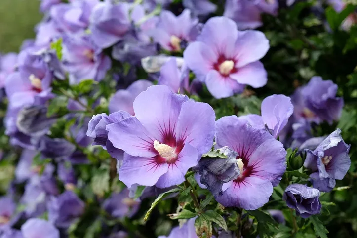 Hibiscus syriacus Oiseau Bleu-AdobeStock_662714186.webp