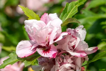Hibiscus syriacus Lady Stanley.webp