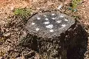 destruction-souches-nitrate-2.webp