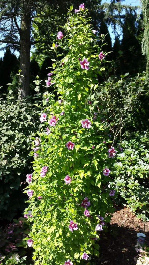 Hibiscus syriacus Flower Tower Purple-2.webp