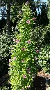 Hibiscus syriacus Flower Tower Purple-2.webp