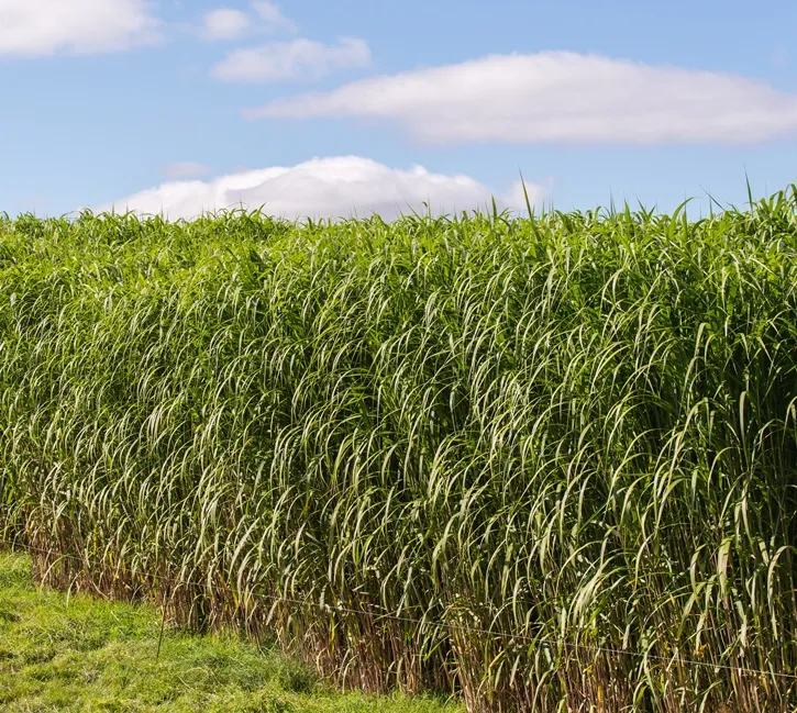 Miscanthus giganteus-AdobeStock_56447578.webp