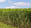Miscanthus giganteus-AdobeStock_56447578.webp