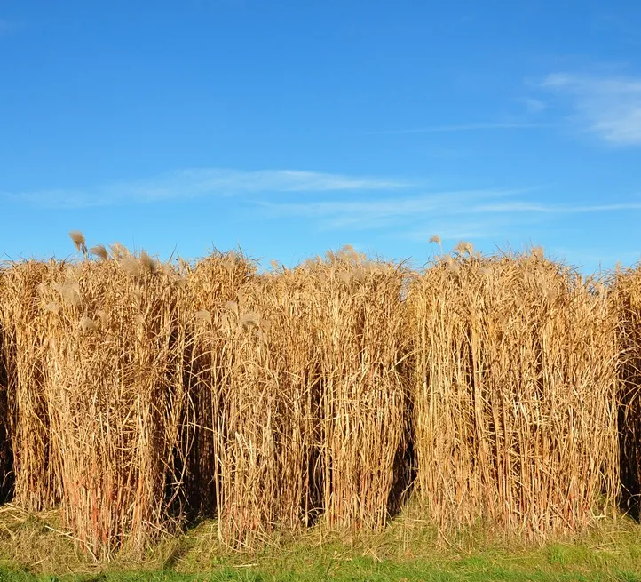 Miscanthus giganteus-AdobeStock_27960265.webp