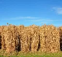 Miscanthus giganteus-AdobeStock_27960265.webp