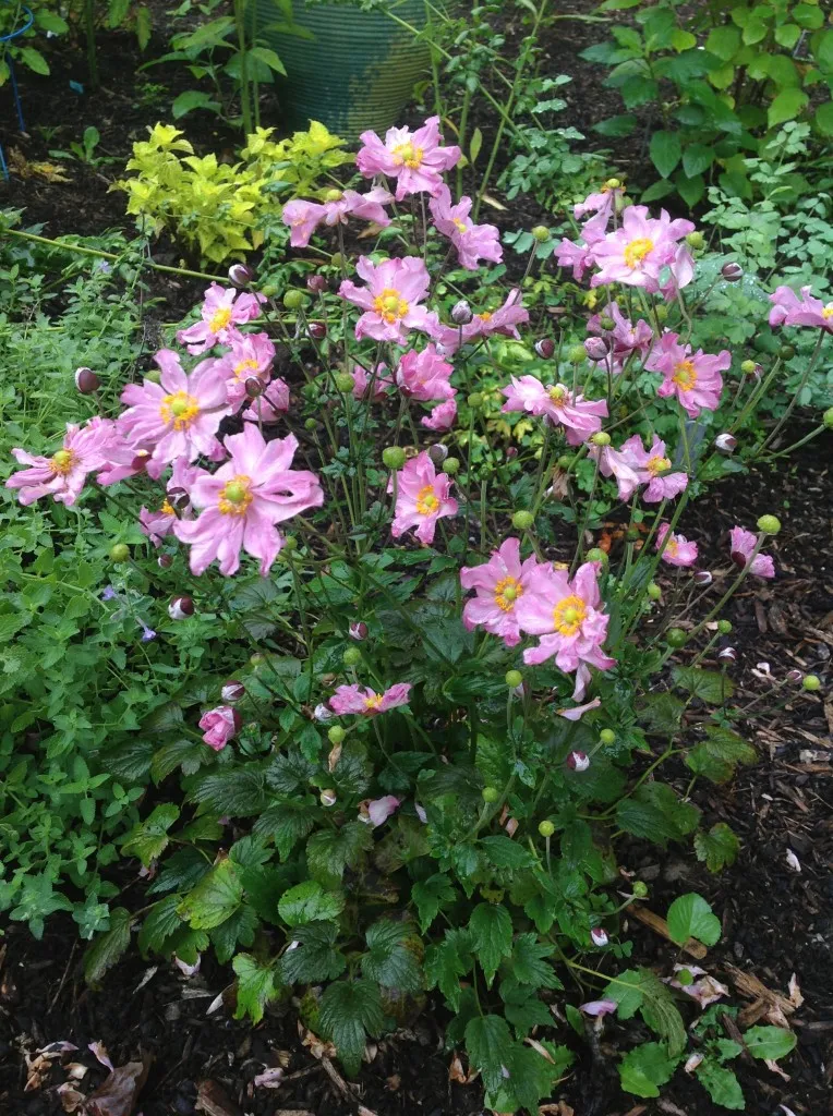 Anemone Pocahontas.webp