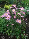 Anemone Pocahontas.webp