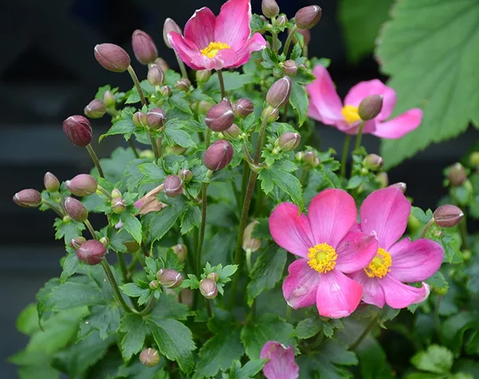 Anemone Fantasy Red Riding Hood-2.webp
