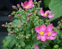 Anemone Fantasy Red Riding Hood-2.webp