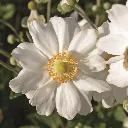 Anemone Fantasy White -2.webp