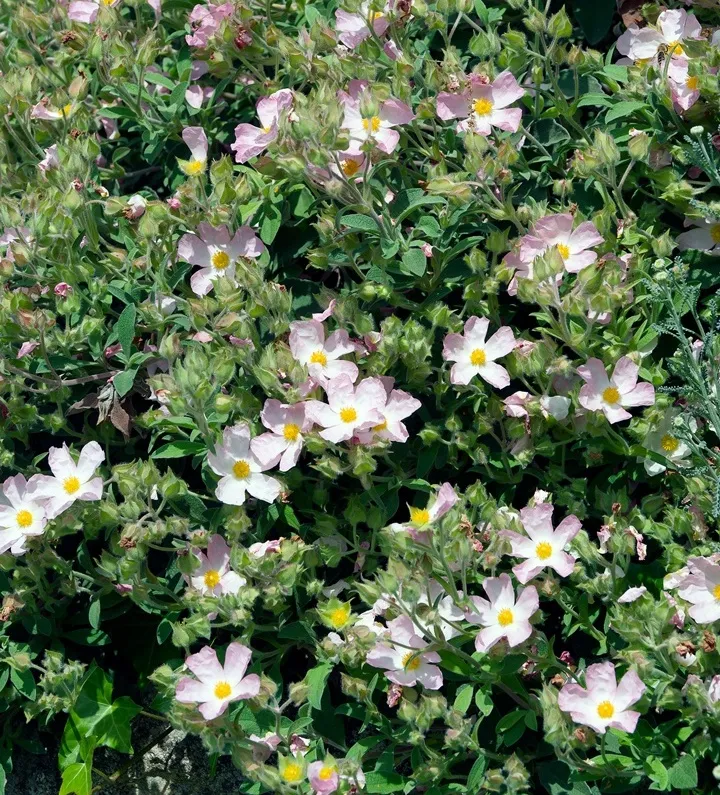 Cistus Silver Pink-AdobeStock_812442809.webp