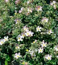 Cistus Silver Pink-AdobeStock_812442809.webp