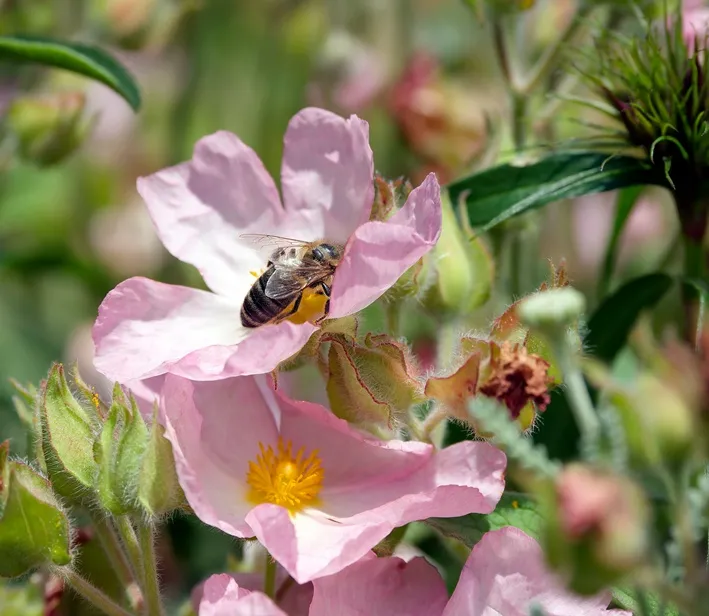 Cistus Silver Pink-AdobeStock_812442801.webp