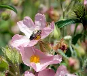 Cistus Silver Pink-AdobeStock_812442801.webp