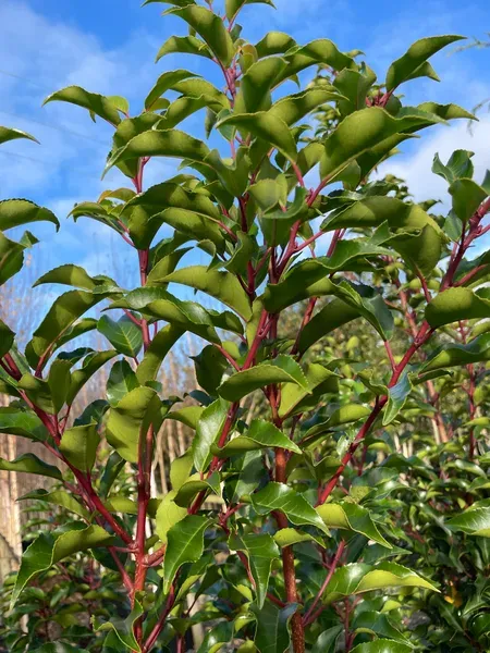 Prunus lusitanica Brenelia-2.webp
