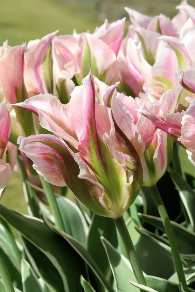 Tulipe China Town-AdobeStock_2030892729.webp