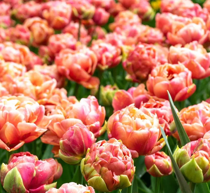 Tulipe-CopperImage-2.webp