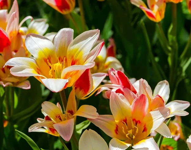 Tulipe Floresta-AdobeStock_171787223.webp