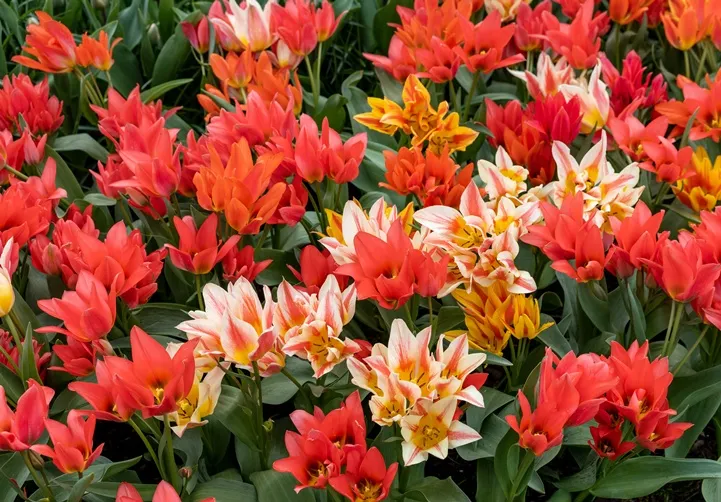 Tulipe Greigii Mix 'Fun Colours'-AdobeStock_815637091.webp