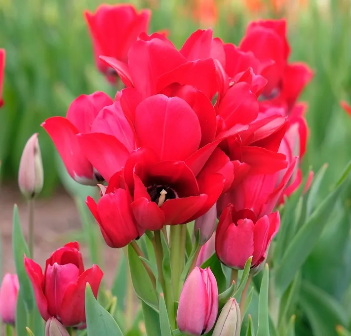 Tulipe Fiery Club-AdobeStock_1999580442.webp