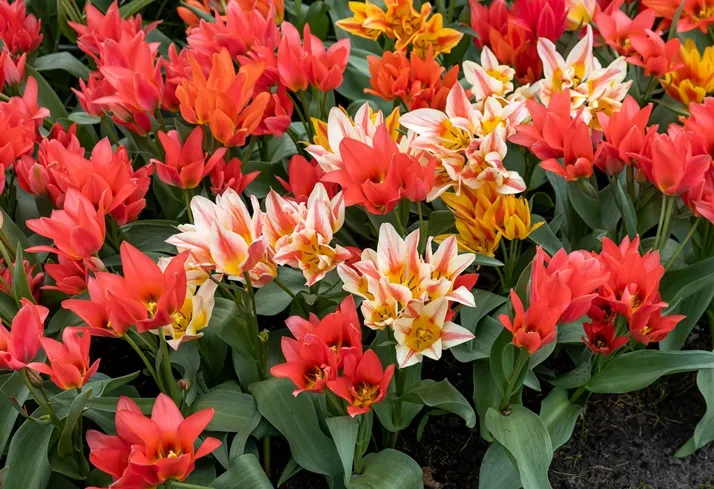 Tulipe Quebec-AdobeStock_758695975.webp