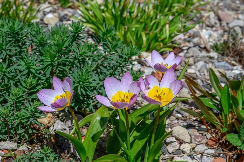 Tulipe Bakeri Lilac Wonder-AdobeStock_1395711387.webp