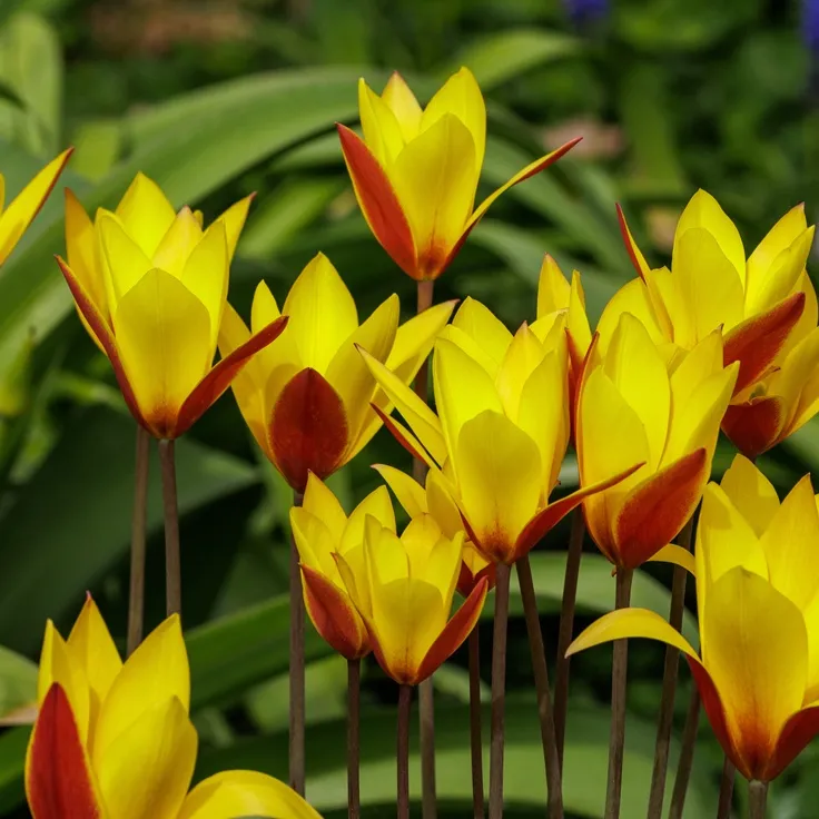Tulipe Cynthia-AdobeStock_1956102518.webp