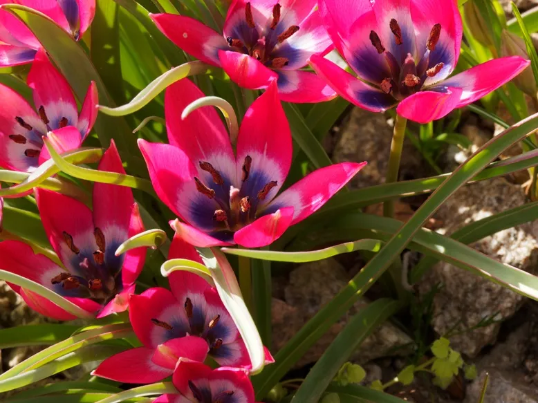 Tulipe Little Beauty-AdobeStock_464814562.webp