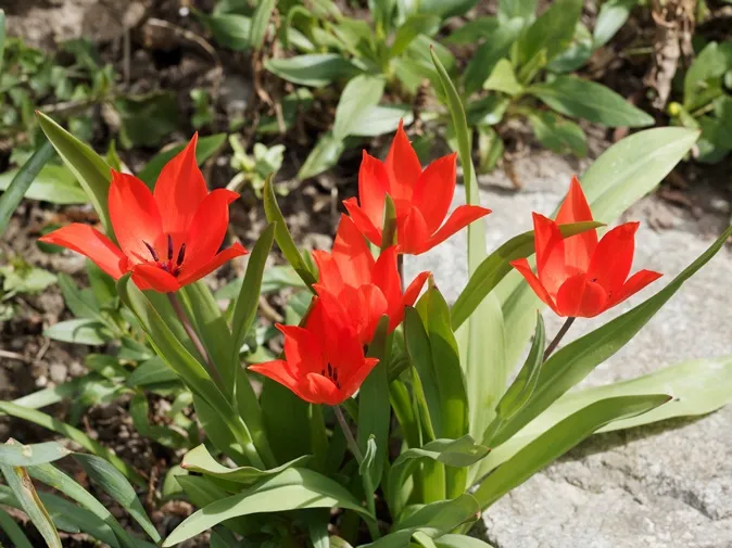 -Tulipe praestans Zwanenburg AdobeStock_426801010.webp