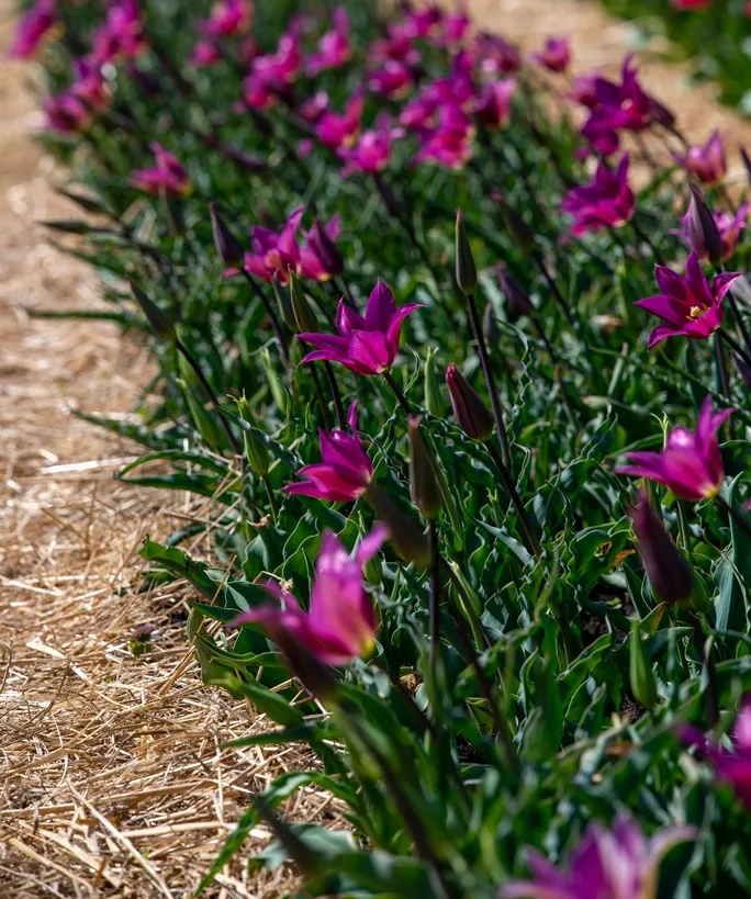 Tulipe pulchella Persian Pearl-AdobeStock_2064604035.webp