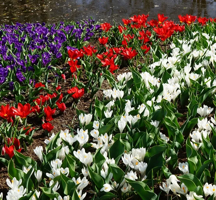 Tulipe Greigii Red hunter-AdobeStock_568909658.webp