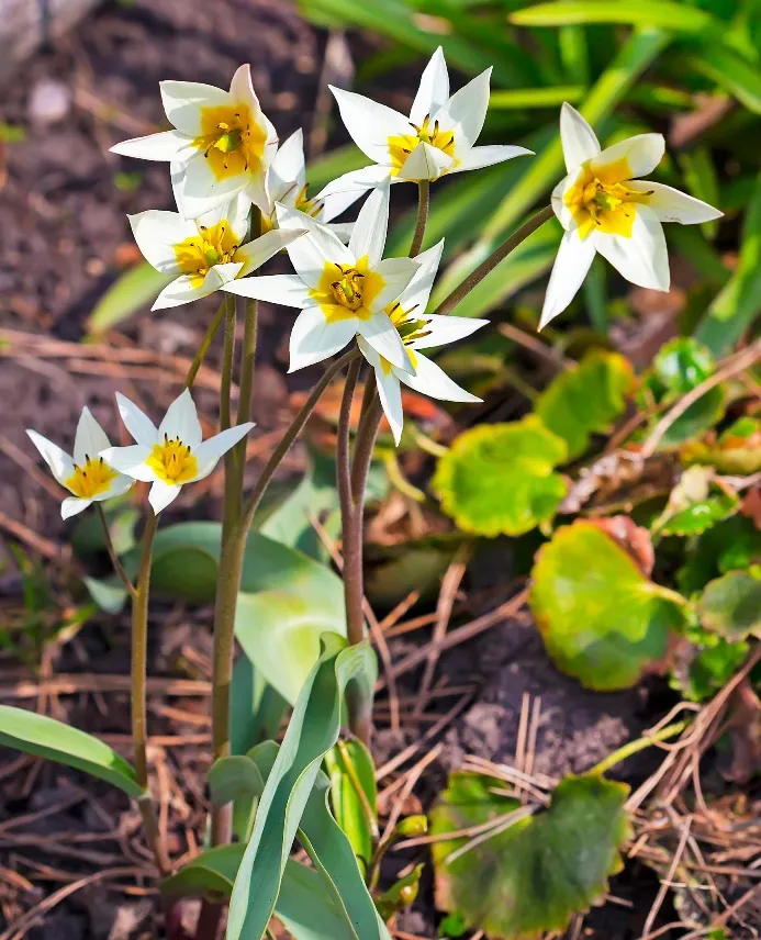 Tulipa turkestanica-AdobeStock_82636415.webp