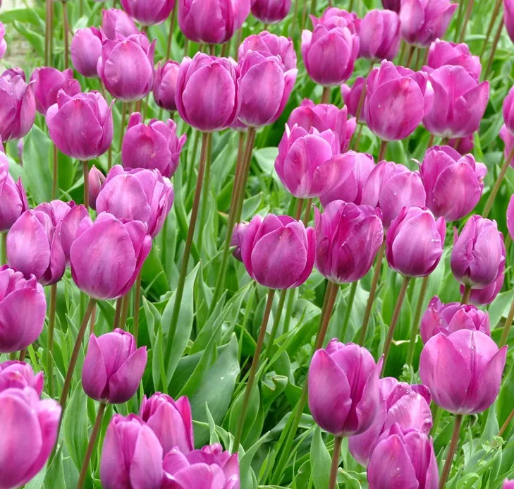 Tulipe Negrita-AdobeStock_200633447.webp