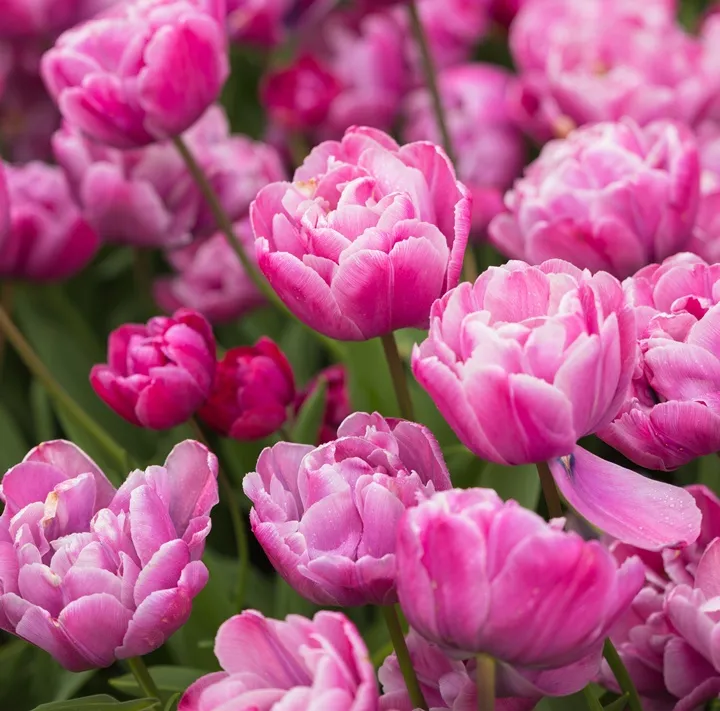 Tulipe Foxtrot-AdobeStock_2119050543.webp