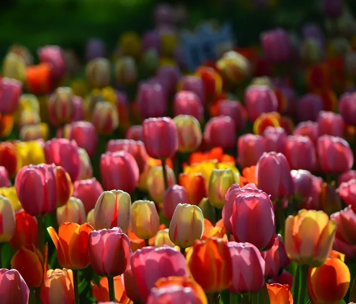 Tulipe Darwin mix-AdobeStock_209515189.webp