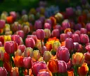 Tulipe Darwin mix-AdobeStock_209515189.webp