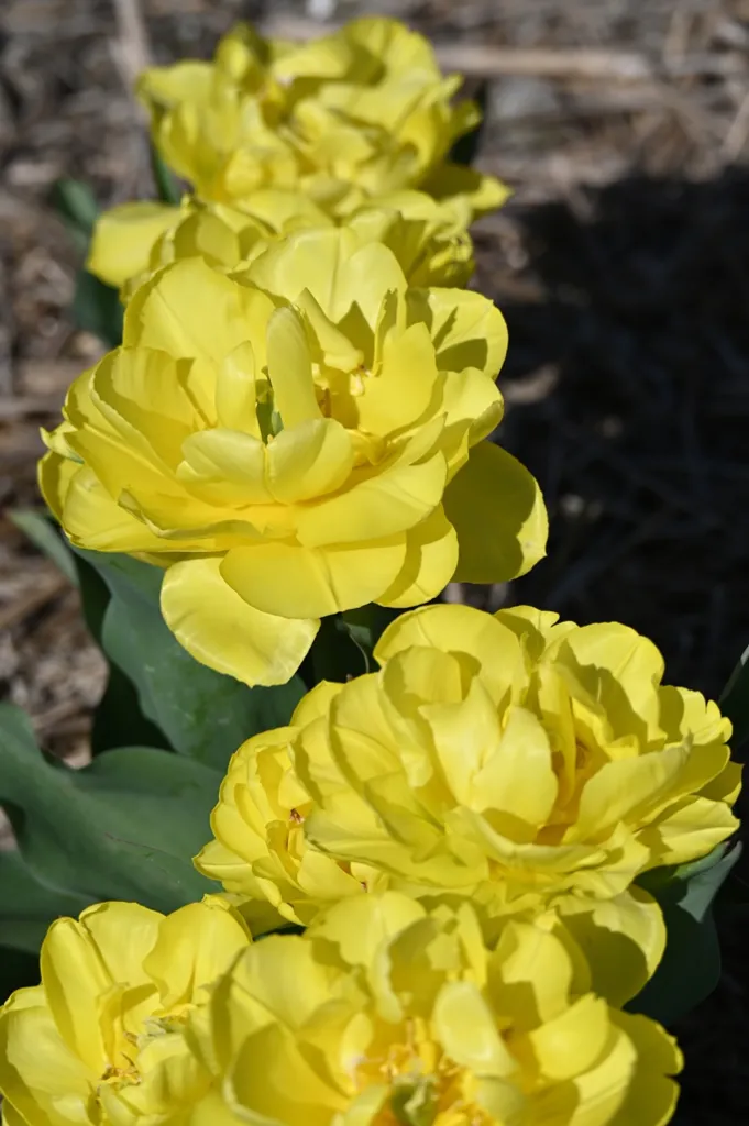 Tulipe Yellow Pomponette-AdobeStock_2025486360.webp