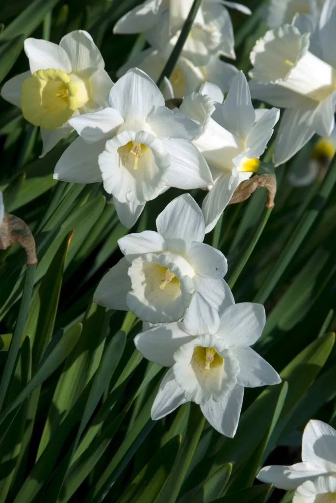 Narcisse Mount Hood-AdobeStock_238827507.webp