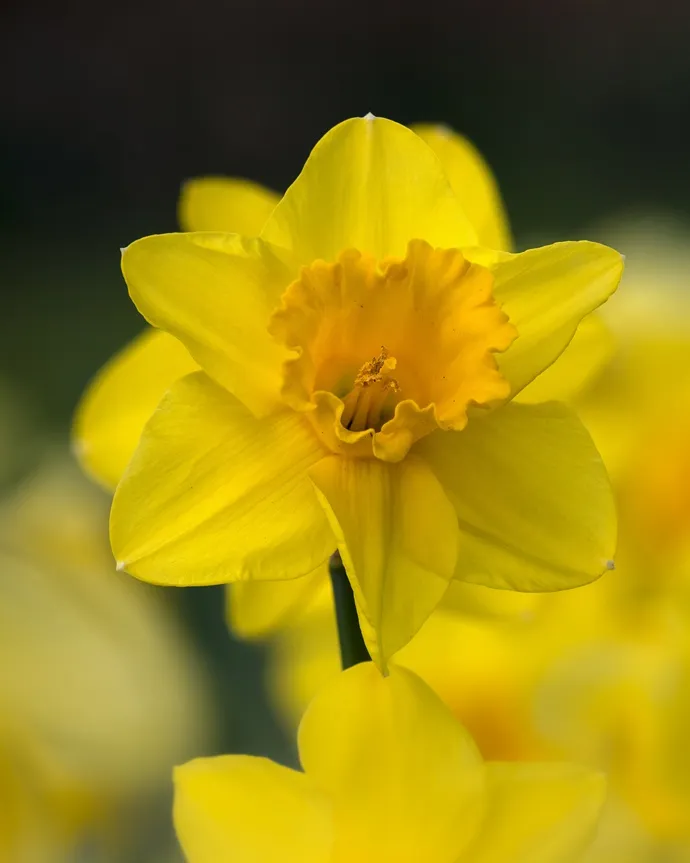 Narcisse Carlton-AdobeStock_591964577.webp