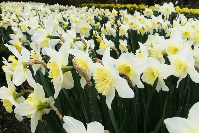 Narcissus Ice Follies-AdobeStock_421784083.webp