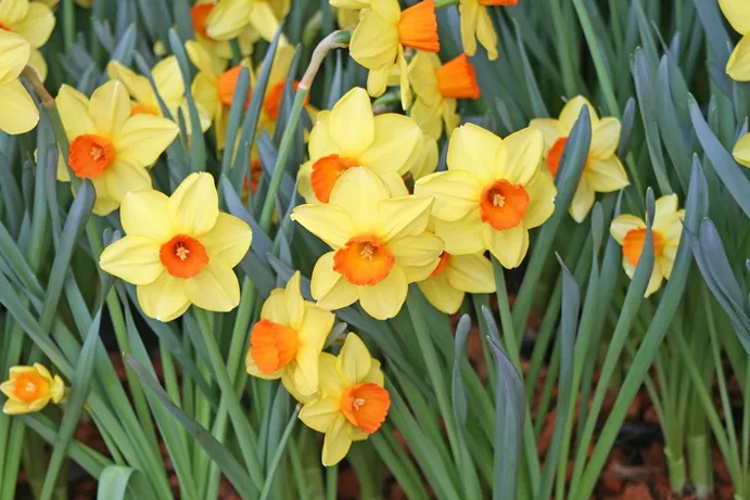 Narcissus Red Devon-AdobeStock_201214669.webp