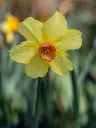Narcissus Red Devon-AdobeStock_106702484.webp