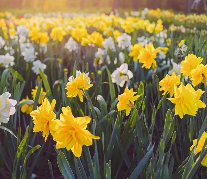 Narcisse Golden Ducat-AdobeStock_494404915.webp