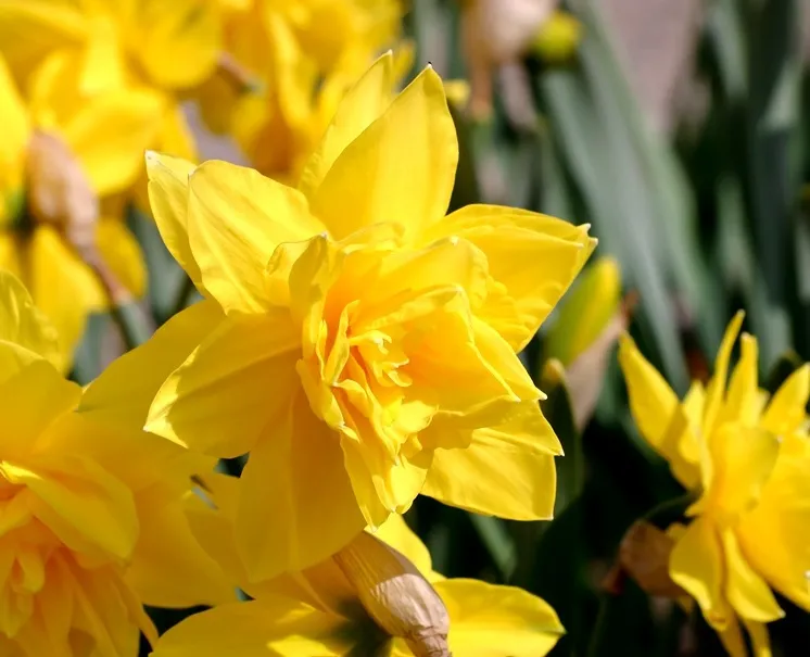 Narcisse Golden Ducat-AdobeStock_203470193.webp