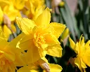 Narcisse Golden Ducat-AdobeStock_203470193.webp