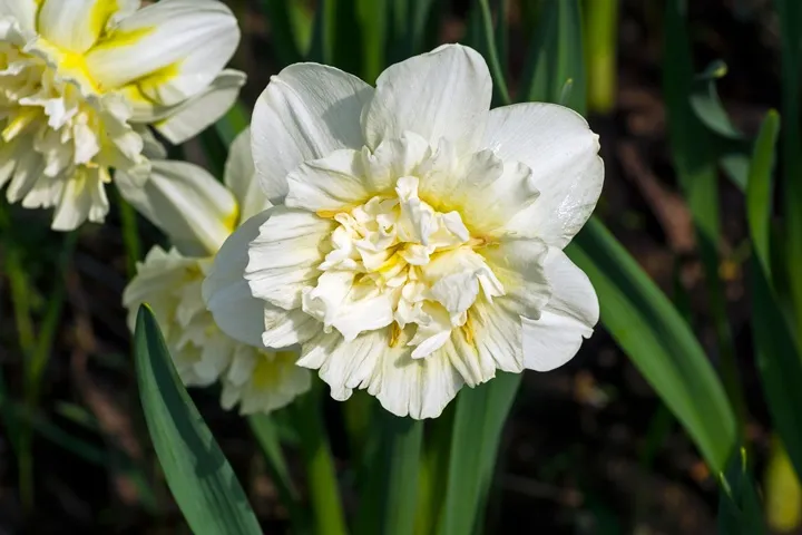 Narcissus Ice King -AdobeStock_253263518.webp