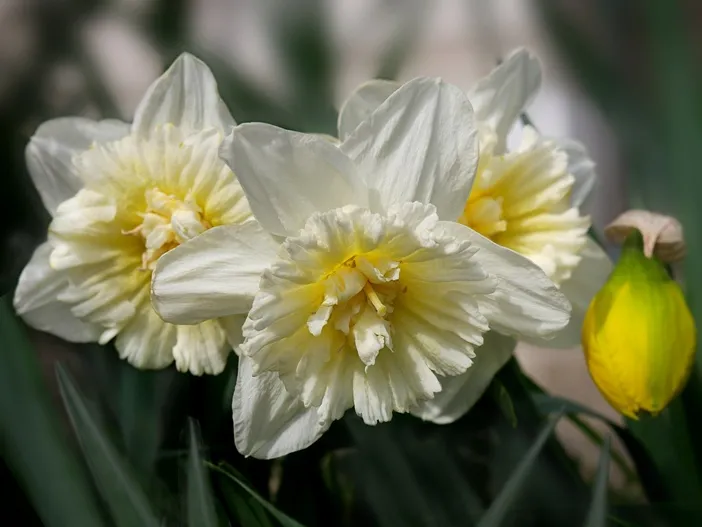 Narcissus Ice King -AdobeStock_418334630.webp